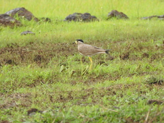 Vanellus malabaricus