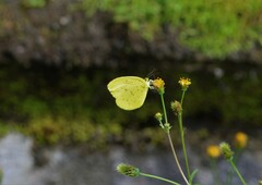 Eurema blanda