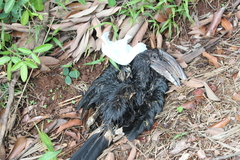 Bycanistes bucinator