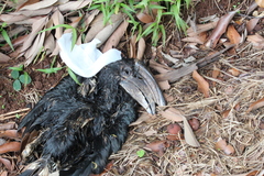 Bycanistes bucinator