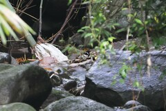 Enicurus leschenaulti leschenaulti