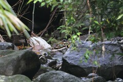 Enicurus leschenaulti leschenaulti