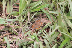 Junonia natalica natalica