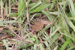 Junonia natalica natalica