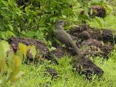 Taccocua leschenaultii