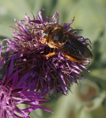 Icteranthidium