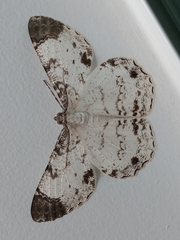 Epimecis