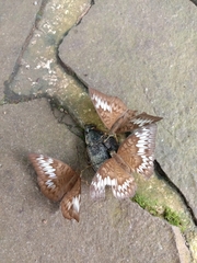 Tanaecia pelea