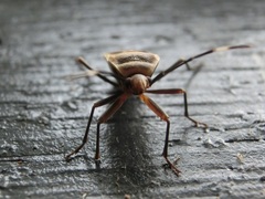 Physopelta gutta gutta