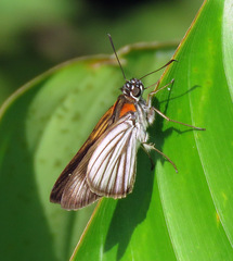 Paracarystus hypargyra