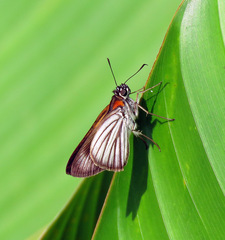 Paracarystus hypargyra