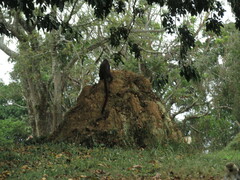 Cercopithecus ascanius