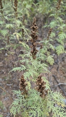 Ambrosia confertiflora