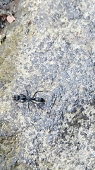 Neoponera apicalis