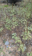 Ambrosia confertiflora