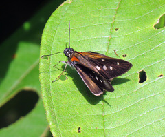 Paracarystus hypargyra