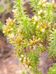 Helichrysum asperum glabrum