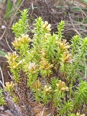 Helichrysum asperum glabrum
