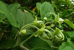 Cananga odorata