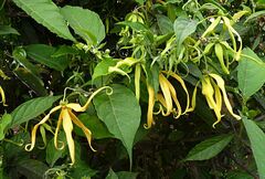 Cananga odorata