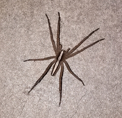 Neoctenus