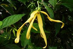 Cananga odorata
