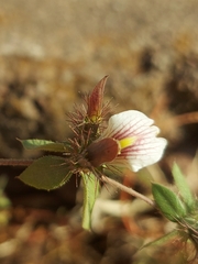 Blepharis maderaspatensis