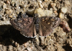 Erynnis pacuvius
