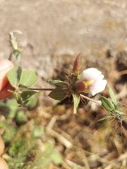 Blepharis maderaspatensis