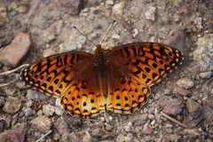 Speyeria hesperis