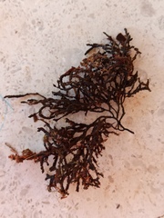 Cladostephus spongiosus