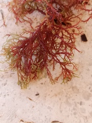 Sphaerococcus coronopifolius