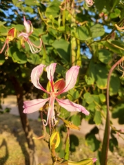 Bauhinia variegata