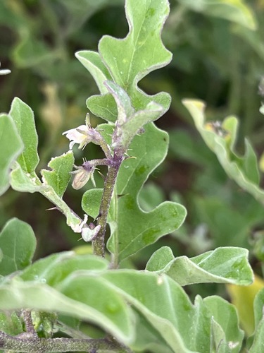 Solanum catombelense image