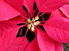 Euphorbia pulcherrima