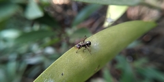 Diptera