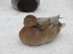 Anas platyrhynchos domesticus