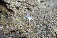 Trachelospermum asiaticum