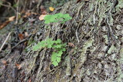Adiantum capillus-veneris
