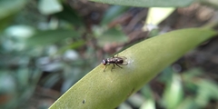 Diptera
