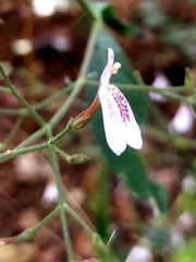 Rhinacanthus