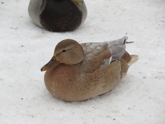 Anas platyrhynchos domesticus