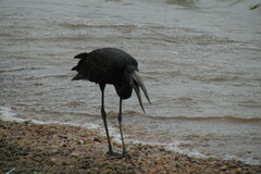 Anastomus lamelligerus