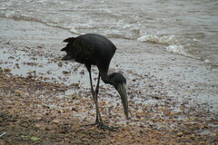 Anastomus lamelligerus