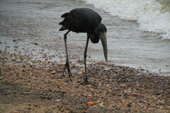 Anastomus lamelligerus