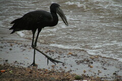 Anastomus lamelligerus