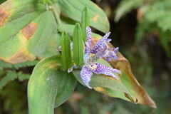 Tricyrtis hirta