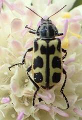Astylus atromaculatus