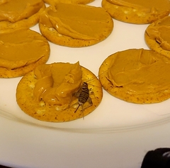 Gryllodes sigillatus