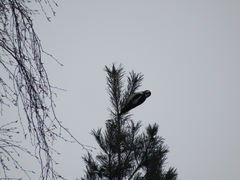 Dendrocopos major